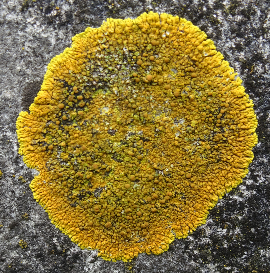 Lichen