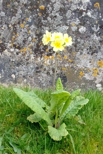 false oxlip